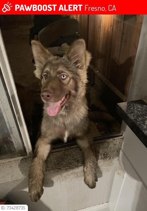 Lost Male Dog last seen Clovis ave, Fresno, CA 93727