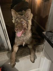 Lost Male Dog last seen Clovis ave, Fresno, CA 93727