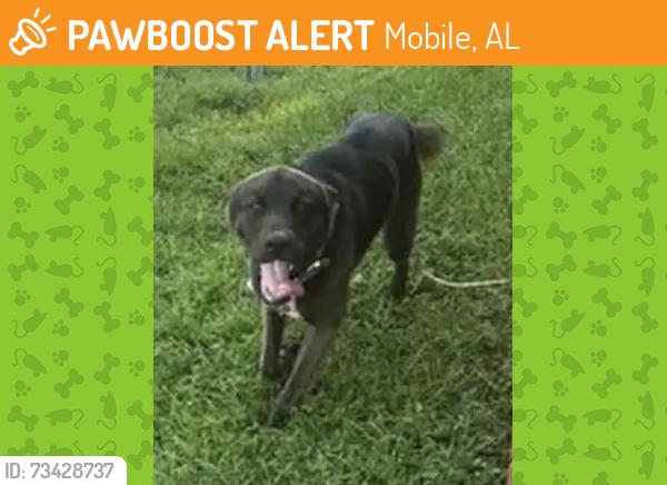 Found/Stray Male Dog last seen McFarland & Cottage Park Dr S, Mobile, AL 36695