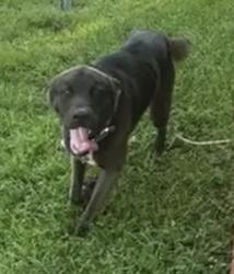 Found/Stray Male Dog last seen McFarland & Cottage Park Dr S, Mobile, AL 36695