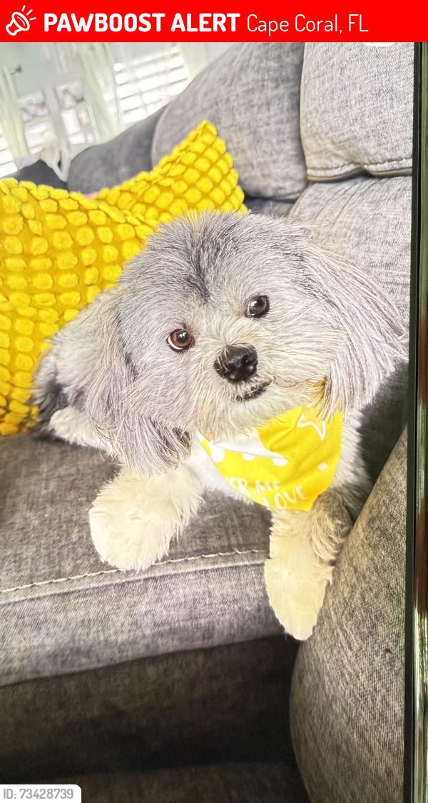 Lost Male Dog last seen Near nw th terrace, Cape Coral, FL 33993