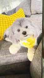 Lost Male Dog last seen Near nw th terrace, Cape Coral, FL 33993
