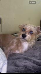 Lost Male Dog last seen Crestwood ln, Pasadena, TX 77506