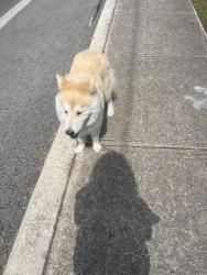 Found/Stray Female Dog last seen Great northwest timber trace, San Antonio, TX 78250