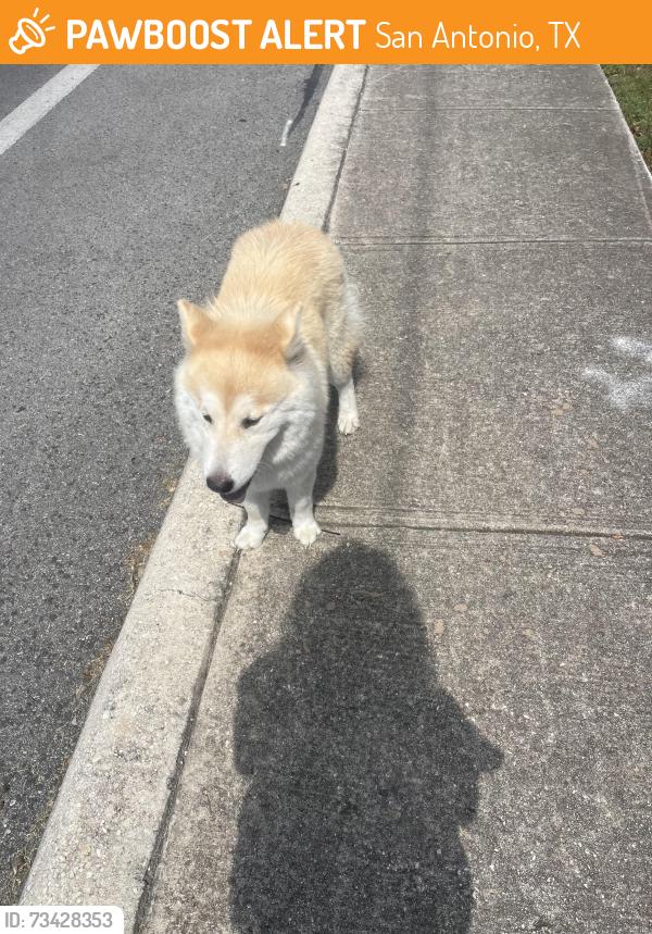 Found/Stray Female Dog last seen Great northwest timber trace, San Antonio, TX 78250