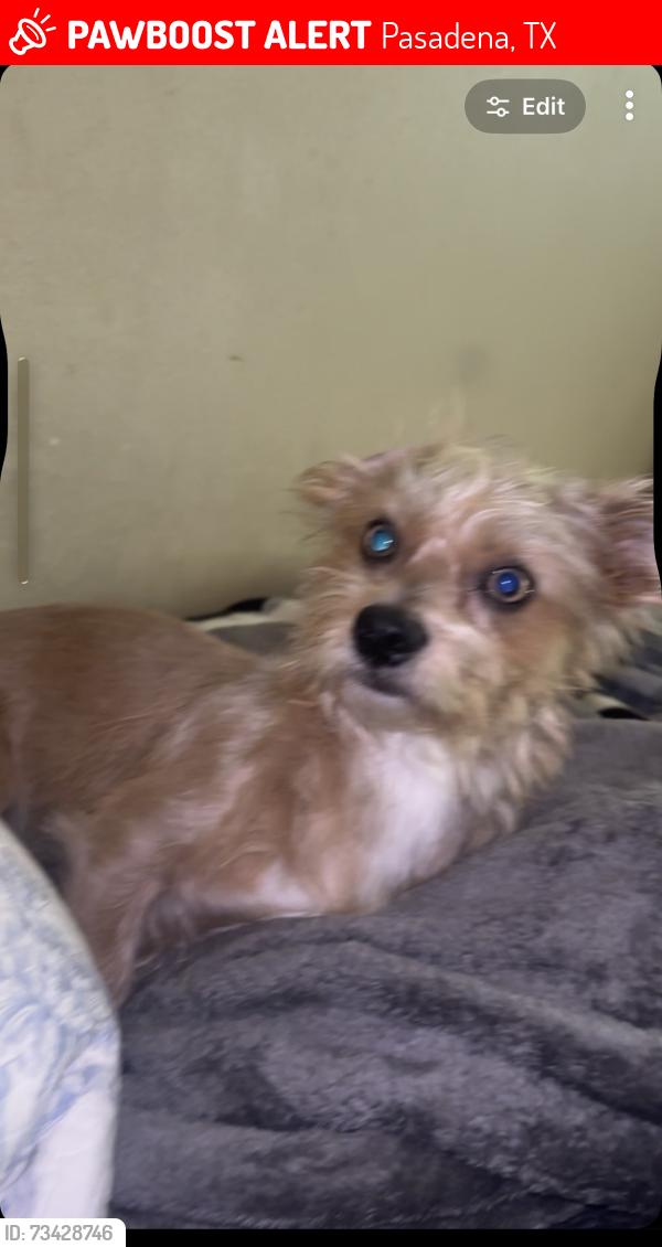 Lost Male Dog last seen Crestwood ln, Pasadena, TX 77506