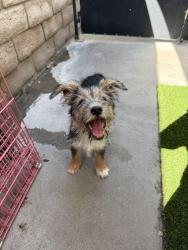 Found/Stray Unknown Dog last seen Buffalo and Washington, Las Vegas, NV 89128