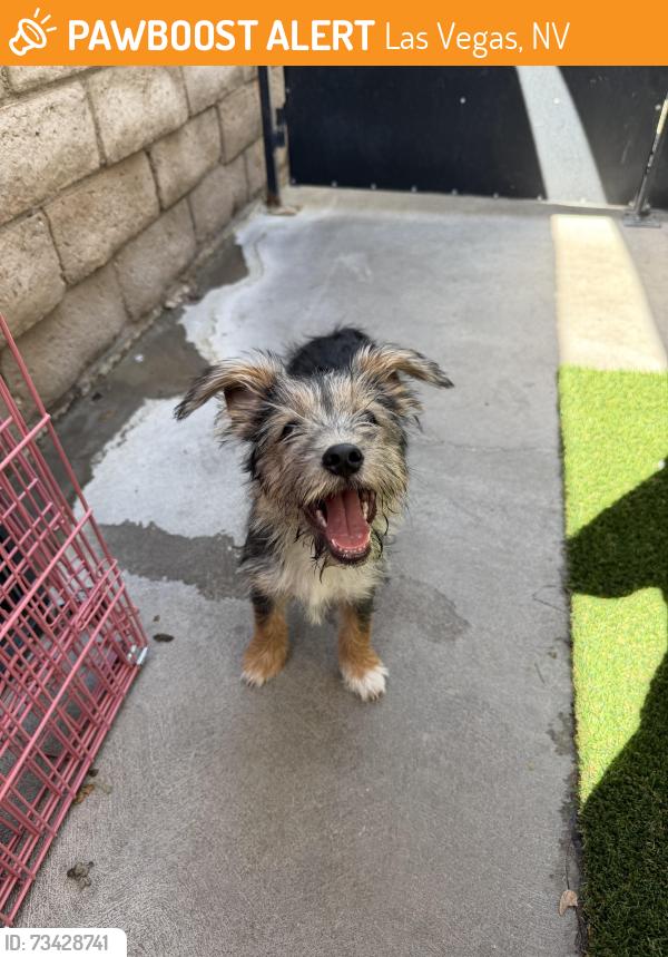 Found/Stray Unknown Dog last seen Buffalo and Washington, Las Vegas, NV 89128
