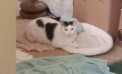 Reunited Male Cat last seen Mandalay Beach Road, Oxnard, CA 93035