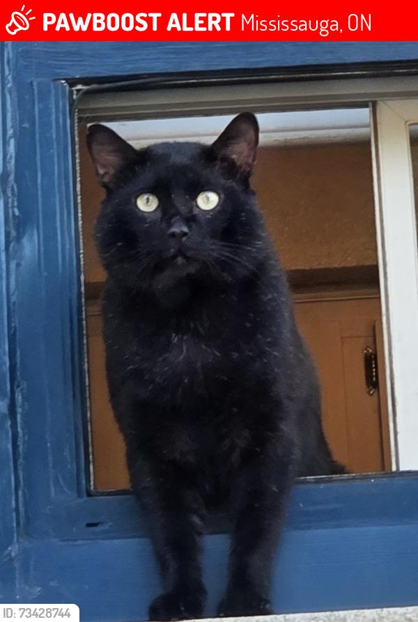 Lost Male Cat last seen Cawthra rd, Mississauga, ON 