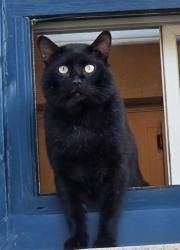 Lost Male Cat last seen Cawthra rd, Mississauga, ON 