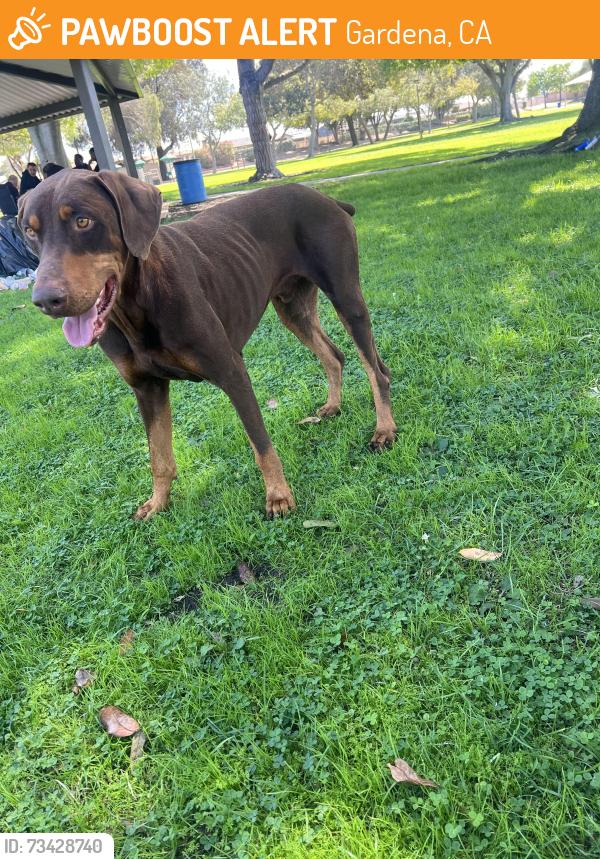 Found/Stray Male Dog last seen Taken to SPCLA in Hawthorne, CA, Gardena, CA 90249
