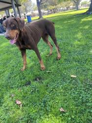 Found/Stray Male Dog last seen Taken to SPCLA in Hawthorne, CA, Gardena, CA 90249