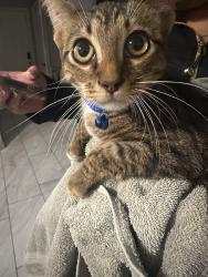Lost Male Cat last seen Toepperwein rd and 5th st, Converse, TX 78109