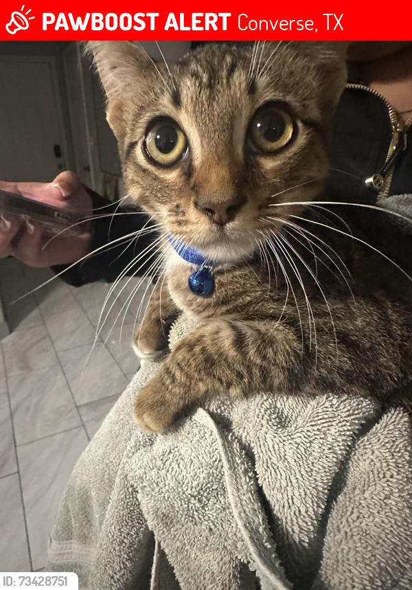 Lost Male Cat last seen Toepperwein rd and 5th st, Converse, TX 78109