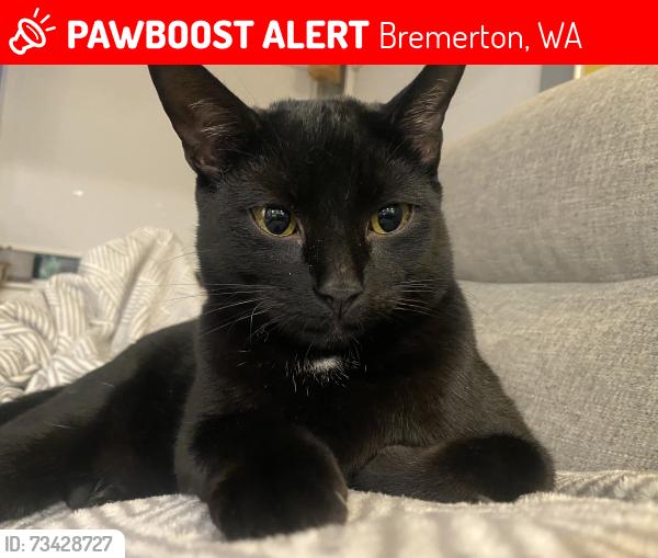 Lost Male Cat last seen Worrall, Bremerton, WA 98310