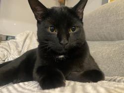 Lost Male Cat last seen Worrall, Bremerton, WA 98310