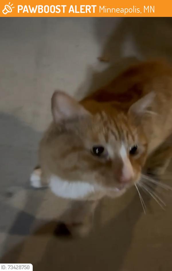 Found/Stray Male Cat last seen 36th & chicago, minneapolis, mn, Minneapolis, MN 55407