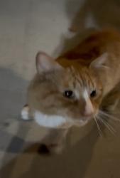 Found/Stray Male Cat last seen 36th & chicago, minneapolis, mn, Minneapolis, MN 55407