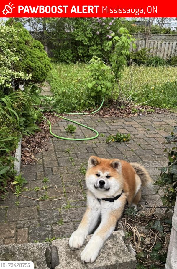 Lost Male Dog last seen Marf avenue Mississauga, Mississauga, ON 