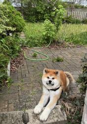 Lost Male Dog last seen Marf avenue Mississauga, Mississauga, ON 