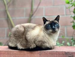 Lost Female Cat last seen El Paso, Los Angeles, CA 90065