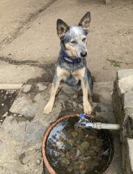 Reunited Male Dog last seen Fruitvale Ave/Tiffin Ave, Oakland, CA 94602