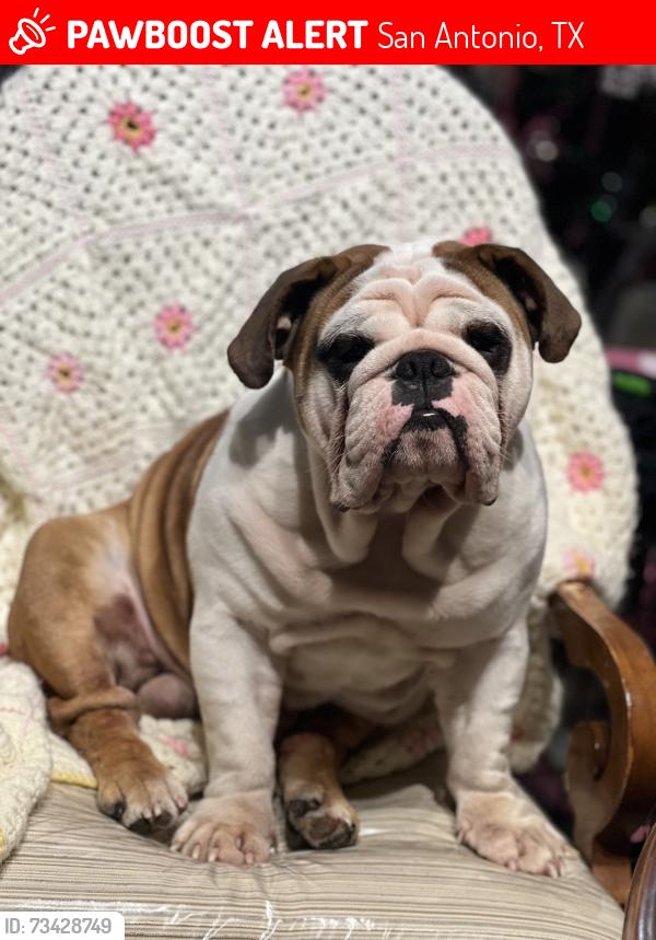 Lost Male Dog last seen Gallop falls, San Antonio, TX 78254
