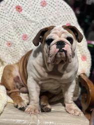 Lost Male Dog last seen Gallop falls, San Antonio, TX 78254