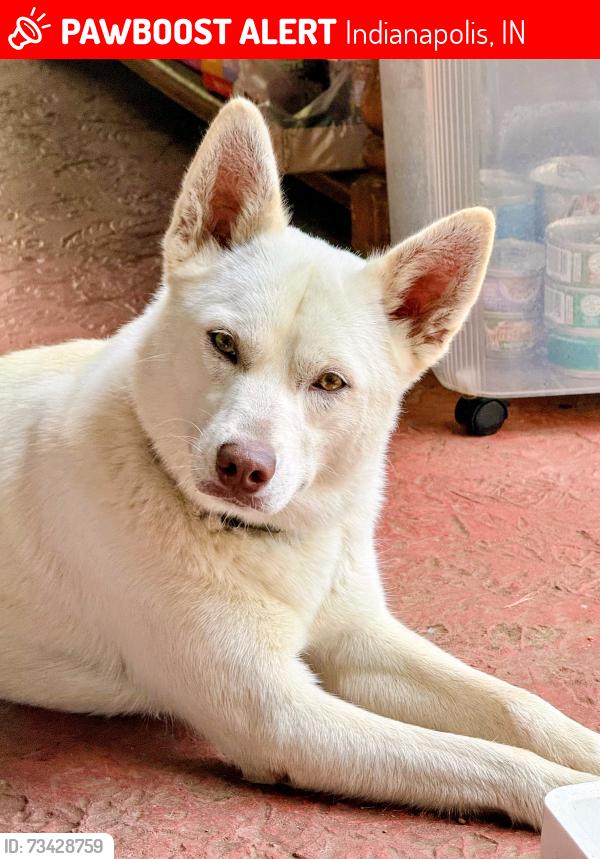 Lost Male Dog last seen West Epler & 69, Indianapolis, IN 46221