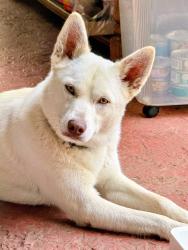 Lost Male Dog last seen West Epler & 69, Indianapolis, IN 46221
