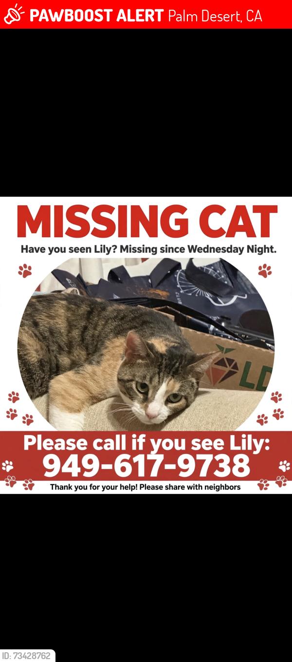 Lost Female Cat last seen Country Club Drive Palm Desert, Ca 92260, Palm Desert, CA 92260