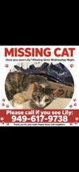 Lost Female Cat last seen Country Club Drive Palm Desert, Ca 92260, Palm Desert, CA 92260