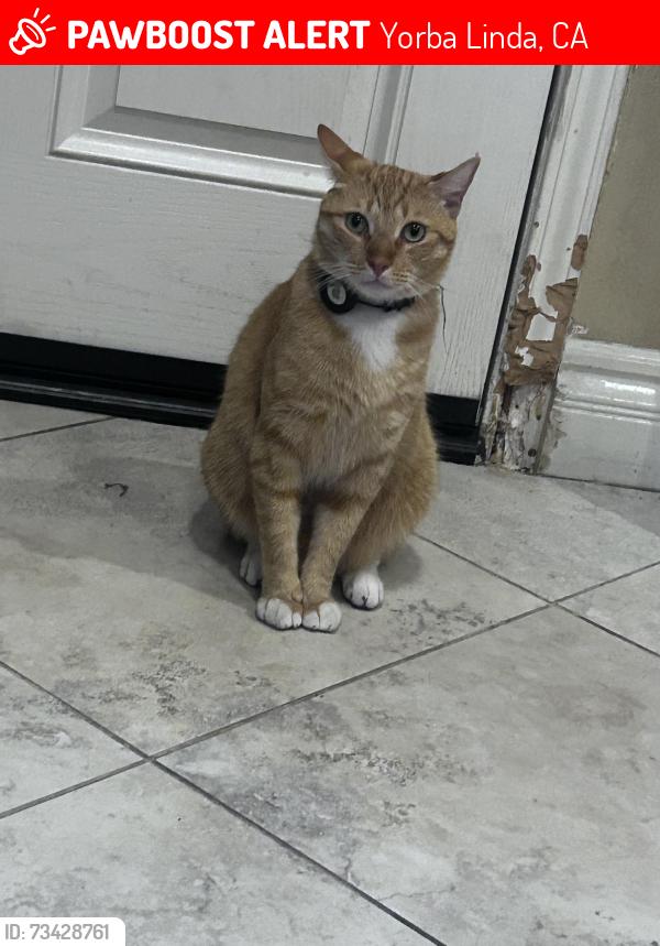 Lost Male Cat last seen Truman way, lemon dr yorba linda, Yorba Linda, CA 92886
