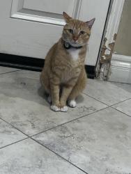 Lost Male Cat last seen Truman way, lemon dr yorba linda, Yorba Linda, CA 92886