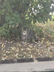 Found/Stray Unknown Cat last seen 41st and 30th ave se Dover, Calgary, AB T2B 1E3