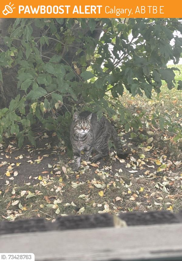 Found/Stray Unknown Cat last seen 41st and 30th ave se Dover, Calgary, AB T2B 1E3