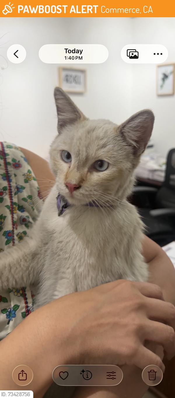 Found/Stray Male Cat last seen Citadel Outlets off of Telegraph, Commerce, CA 90040