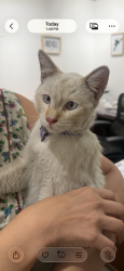 Found/Stray Male Cat last seen Citadel Outlets off of Telegraph, Commerce, CA 90040