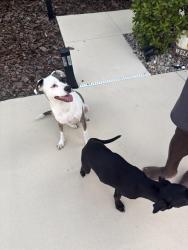 Found/Stray Male Dog last seen Near Blue Rose Dr, Ruskin FL 33570, Ruskin, FL 33570