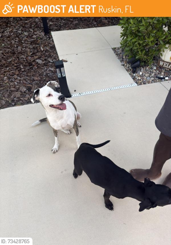 Found/Stray Male Dog last seen Near Blue Rose Dr, Ruskin FL 33570, Ruskin, FL 33570
