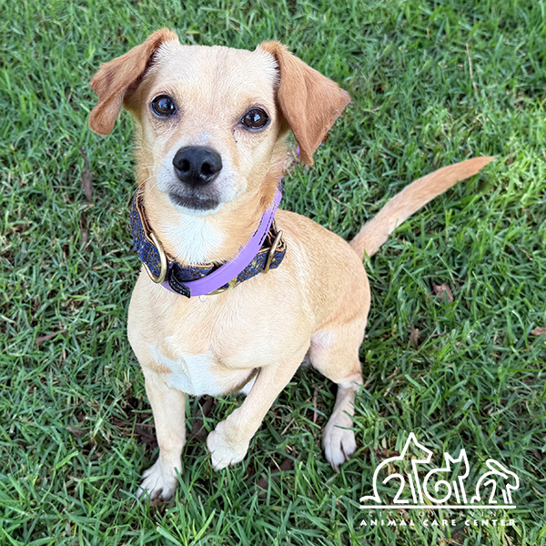 Shelter Stray Male Dog last seen SAND CANYON/ALTON PKWY, 92618, 6443 Oak Canyon, Irvine, CA 92618, USA