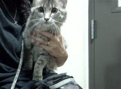 Shelter Stray Female Cat last seen Near BLOCK N DELAWARE ST, DENVER CO 80204, 1241 W Bayaud Ave, Denver, CO 80223, USA
