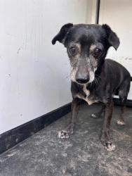 Shelter Stray Male Dog last seen Near BLK OF MIDAS ST, BAKERSSFIELD CA, 201 S Mt Vernon Ave, Bakersfield, CA 93307, USA