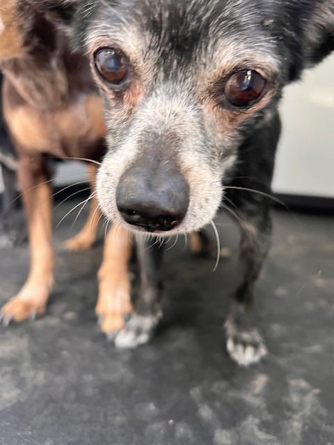 Shelter Stray Male Dog last seen Near BLK OF MIDAS ST, BAKERSSFIELD CA, 201 S Mt Vernon Ave, Bakersfield, CA 93307, USA