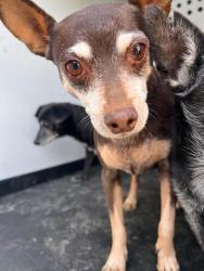 Shelter Stray Male Dog last seen Near BLK OF MIDAS ST, BAKERSSFIELD CA, 201 S Mt Vernon Ave, Bakersfield, CA 93307, USA