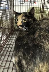Shelter Stray Female Cat last seen , 11361 W Pico Blvd, Los Angeles, CA 90064, USA