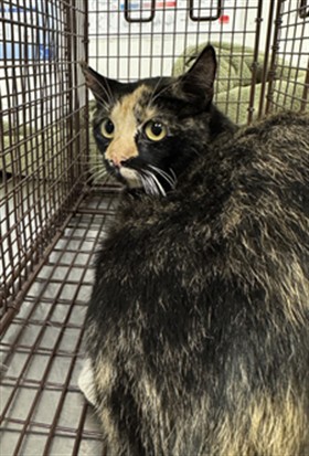 Shelter Stray Female Cat last seen , 11361 W Pico Blvd, Los Angeles, CA 90064, USA