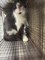 Shelter Stray Female Cat last seen , 11361 W Pico Blvd, Los Angeles, CA 90064, USA