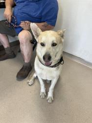 Shelter Stray Male Dog last seen Near BLK CHESTNUT AVE, LONG BEACH, CA 90806, 7700 E Spring St, Long Beach, CA 90815, USA